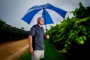 Japan open for table grapes