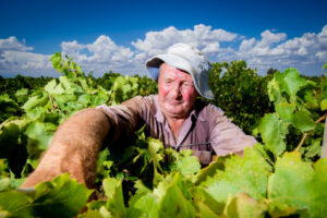 Dried grapes on track for solid yields