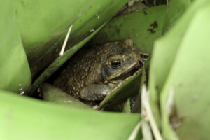 Piping water proposal could make basin a cane toad freeway