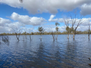 Hattah Lakes habitat comes back to life with autumn flows