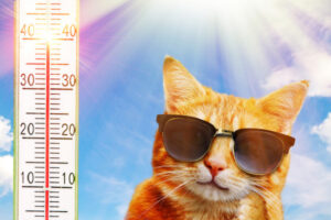 Pet methods keep ’em cool in heat