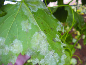 Downy mildew fear for growers after rainfall