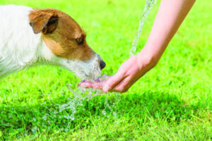 Heat is a pet danger