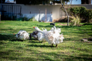 Roaming dogs kill pet birds