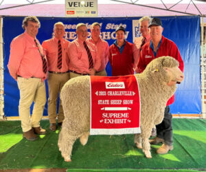 ‘Monster’ Ouyen ram wows Queensland