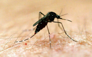 Blood survey screens for mosquito-borne virus