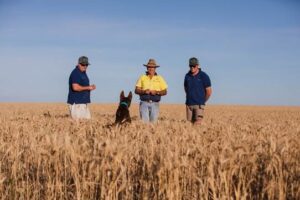 Grain at a low price in face of growers’ high anxiety