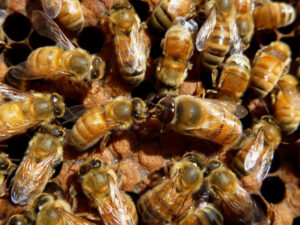 Bees feeling the sting of drought