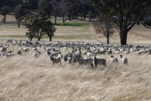 NSW police operation targets stock theft
