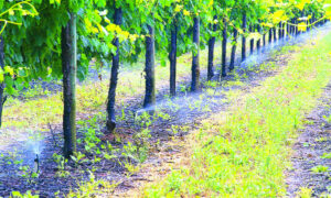Growers learn to use water for best yield