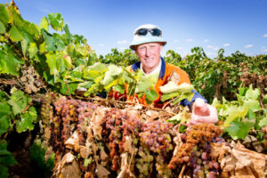 Misgivings about Water for Fodder scheme remains, says VFF Sunraysia