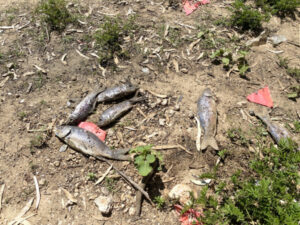 Clean-up after carp dumped