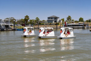 Paddle swans named