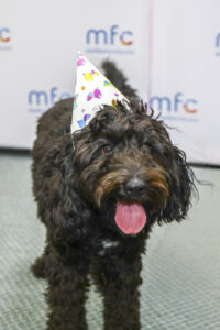 Party for well being pooch