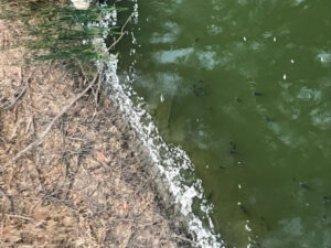 More fish deaths expected as blackwater moves down Darling