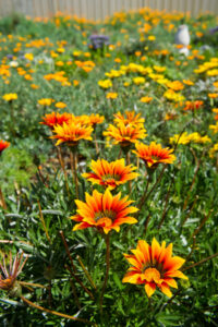 Petchell’s pride and joy