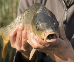 New target could be drawn on NSW carp