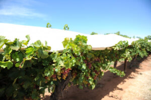 Only 24 interviewed for basin plan research paper: Small field study