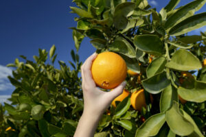 Victorian Government slammed over seasonal worker proposal delay