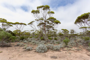 Free plantings to help environment