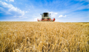 Farmers’ confidence high after perfect summer conditions