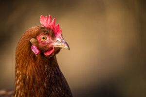 Sentinel chickens retire from mosquito virus front line
