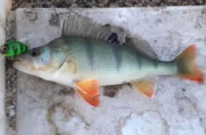 Shock find in Ouyen Lake