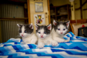 Warning about dangers of buying pets online