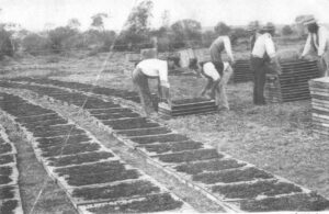 Down the years: All thriving on Sun-Raysed raisins