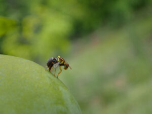 Fruit fly message getting through to motorists