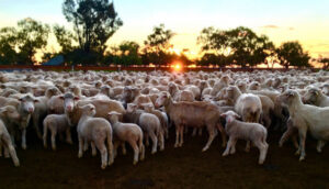 Australias rural collapse: the brutal cost of ignoring the bush