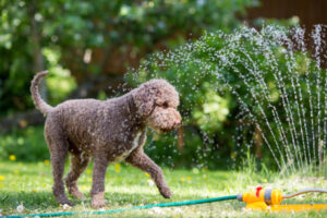 Call to look out for four-legged friends