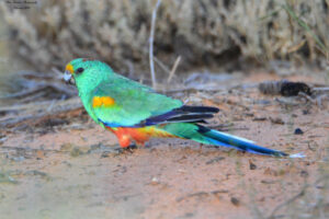 Rare birds in our own back yard