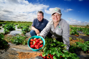 Berry good season for Sunraysia strawberries