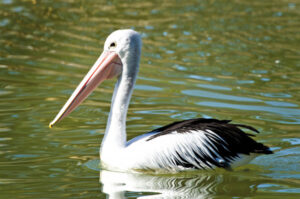 Hangry birds cause fear on the riverfront