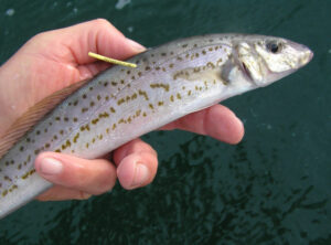 Cod Tales: Anglers become citizen scientists