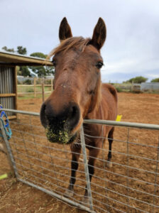 Plea for help as pony saved