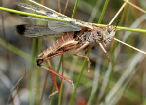 Mallee locust numbers under watch