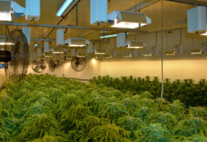 Cann Group Mildura cannabis output will lift 40% after design change