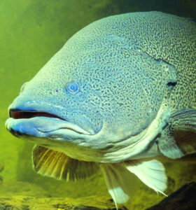 New love nests for randy cod