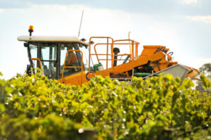 Market practices hit wine grapes – ACCC