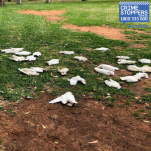 Insecticide found in dead Robinvale corellas