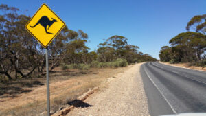 Wildlife road strike inquiry hearing to be held