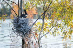 Water delivery on way for 61 Mallee sites
