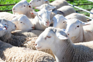 Livestock heat stress risk rises for Mallee transporters