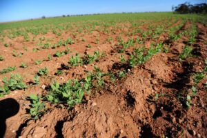 Oh, poo! Energy prices fuel fertiliser price shock