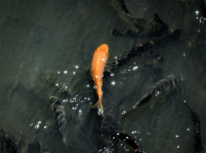 Anabranch ‘goldfish’ gets us hooked