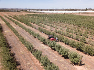 Mildura SmartFarm almonds get close attention