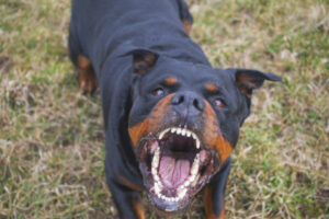 Lock your property and tie up your dogs, Red Cliffs police warn