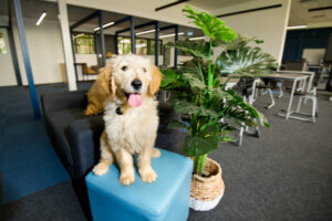Reaching out to our four-footed friends